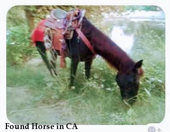 Found Horse in CA